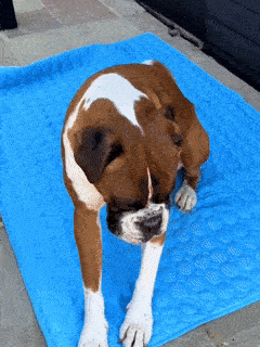 MANTA REFRESCANTE PARA MASCOTAS | TERMU™ – superentregas